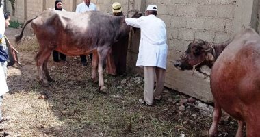 حياة كريمة بالشرقية.. قوافل بيطرية المجانية بقرى ومراكز المحافظة 