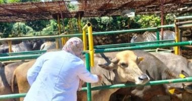 الطب البيطرى ينظم قافلة مجانية لعلاج الماشية بالمنيا