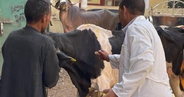 فحص 627 رأس ماشية و4 آلاف طائر خلال قافلة بيطرية فى كفر الزيات بالغربية 