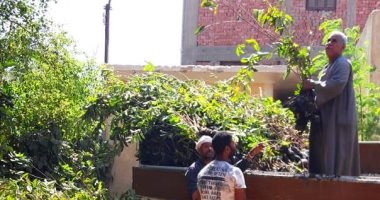سوهاج تتسلم 14 ألف شجرة مثمرة "توت وجوافة" من وزارة البيئة لقرى "حياة كريمة".. صور