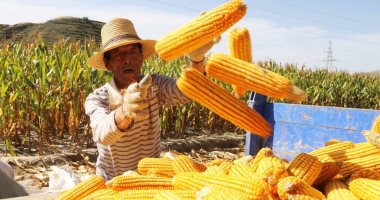 الطقس يرسم البهجة على حقول التنين.. فعاليات مهرجان الحصاد فى الصين