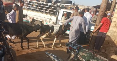 حملات تحصين للمواشي وتوعية للمواطنين فى سوق إسنا برعاية الطب البيطرى.. صور