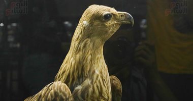 115 عاما من التحنيط.. متحف حديقة الحيوان بالجيزة أيقونة الحياة البرية