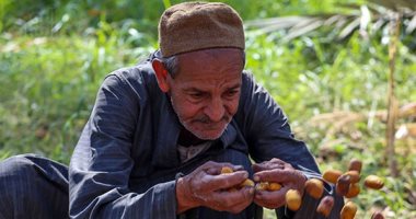 أصفر بلون الشمس نور الغيطان.. البلح السيوى يرسم البهجة على وجوه مزارعي الجيزة