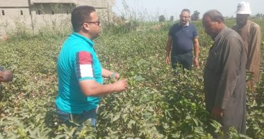 بدء حصاد محصول السمسم فى الإسكندرية
