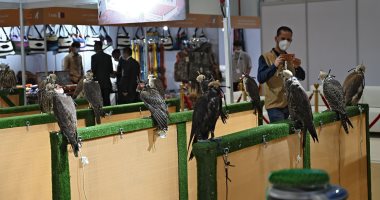 عروض مبهرة للوازم ورحلات وأسلحة الصيد فى معرض أبو ظبى للصيد والفروسية