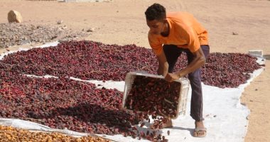 يا طالع النخلة هاتلى معاك تمرة .. موسم جنى وتجفيف التمور فى أسوان 
