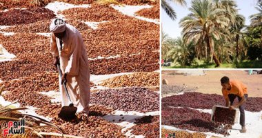 موسم الخير بأسوان.. المزارعون يبدأون عملية جنى وتجفيف التمور.. فرز الأنواع المختلفة ووضعها فى الهواء وتحت أشعة الشمس قبل التخزين داخل أجولة لموسم رمضان.. و"الملكابى والبرتمودى والسكوتى" أبرز الأصناف.. صور