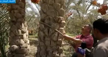 محصول الخير.. "مانشيت" يجري معايشة لأعمال موسم حصاد التمور بالبدرشين 