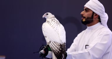 بيع صقر بأكثر من 5 ملايين جنيه مصرى فى معرض أبو ظبى للصيد والفروسية.. صور