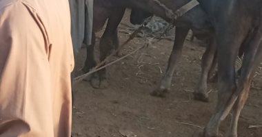 لجان الطب البيطري بالأقصر تواصل حملاتها لتحصين المواشي في سوق إسنا.. صور