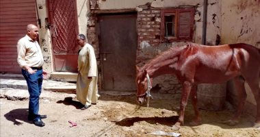 تحرير 6 محاضر بيئية ومخالفات روث الخيول وعربات الحنطور بشوارع الأقصر.. صور