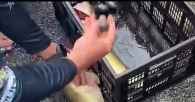 بحيلة عبقرية.. اكتشاف غش مشاركين فى مسابقة صيد سمك جائزتها 5000 دولار 