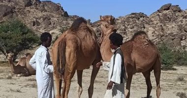ماذا يفعل أبناء قبائل حلايب وشلاتين عند حلب الإبل إذا مات رضيعها؟.. صور