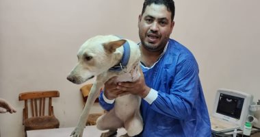 جراحة عاجلة تنقذ كلب شارع من غرغرينا بقدمه بعد حادث فى بنها.. صور