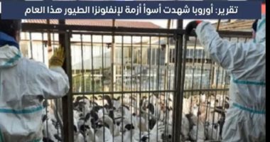 أنفلونزا الطيور تهدد أوروبا.. القارة العجوز تشهد أزمة جديدة هذا العام 