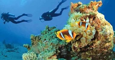 قبل cop 27.. أجهزة البيئة والمحميات بالبحر الأحمر تستعد لأول مشروع بيئى لاستزراع الشعاب المرجانية بالبحر الأحمر.. هدفه مواجهة الظروف البيئية والمناخية والممارسات البيئية البشرية المدمرة لأجزاء من الشُعب.. صور