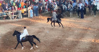بالخيل والنبوت.. احتفالات الأقصر بالمولد النبوى الشريف