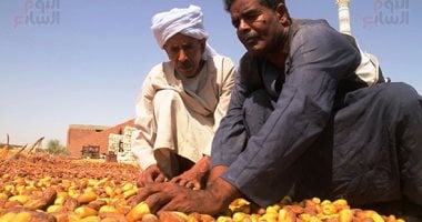 يا بلح أبريم يا سمارة.. موسم تجفيف التمور فى صحراء أسوان 