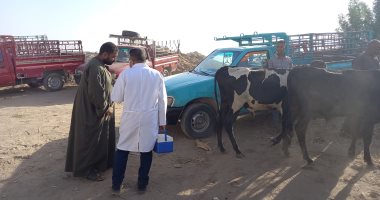 مدير بيطرى الأقصر: لجان مكثفة لمواصلة فحص مواشى الأسواق بصورة أسبوعية