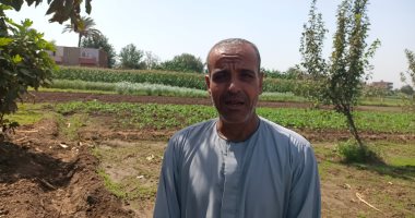 مزارعو المنوفية: التغيرات المناخية سببت قلة إنتاجية الذرة.. صور