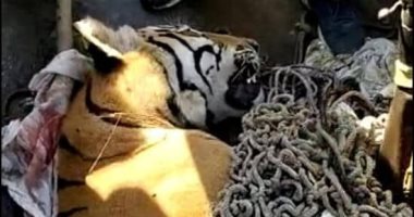 لقبوه بـ"آكل البشر".. 200 شخص يشاركون فى قنص نمر بالهند بعد مطاردة 27 يومًا
