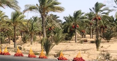 تعرف على أهم توصيات وزارة الزراعة لمزارعى نخيل البلح خلال شهر نوفمبر 