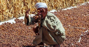 فرحة حصاد البلح.. موسم تجفيف التمور فى الجيزة