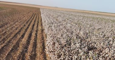 القطن قصير التيلة ينتظر "قرار التوسع" بعد نجاح الزراعات شرق العوينات.. والانتهاء من الحصاد خلال أيام والإنتاجية تتراوح من 12 لـ15 قنطارا للفدان.. وتوقعات بزراعة 100 ألف فدان على مراحل لخفض فاتورة الواردات