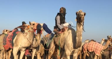 400 جمل من كل المحافظات تصل للسلوم للمشاركة فى أول سباق ينطلق غدا.. صور