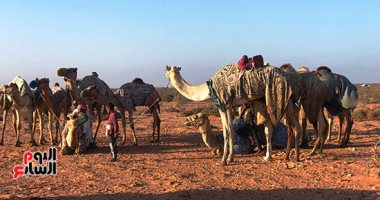 رياضة سباقات الهجن تتمدد على أرض مصر.. مضمار جديد يدخل الخدمة فى السلوم.. والمضمار يعد من أحدث ميادين السباقات ومجهز بشكل تام لاستقبال المتنافسين.. وإبل من كل محافظات مصر تشارك فى أول فعالية على ميدانه.. صور