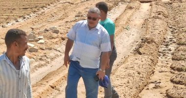 زراعة الوادى الجديد: بدء زراعة حقول الطماطم بقرى الخارجة تحت إشراف المديرية (صور)