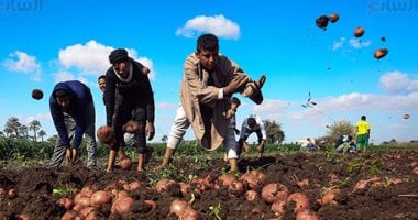 كيفية قراءة بطاقة الاعتماد لتقاوى البطاطس الهولندى؟ مستشار وزير الزراعة يجيب