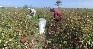 7 معلومات حول أخر مستجدات زراعة أقطان شرق العوينات عالية الجودة 