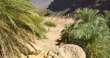 محمية جبل علبة أكبر محمية طبيعة مصرية.. تتميز بتنوع بيولوجى فريد فى قطاعاتها البحرية والبرية.. والضباب يلامس قممها.. وتضم النمر البرى والغزال المصرى والكبش الأروى.. باحث بيئى يؤكد: أغنى محمية طبيعية بمصر.. صور