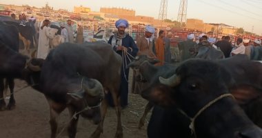 لجان من الطب البيطرى بالأقصر تواصل فحص المواشى وتوعية أصحابها فى سوق إسنا.. صور
