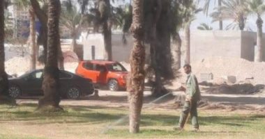 "زراعة الإسكندرية": رش نخيل حدائق المنتزه بالمبيدات لوقايته من السوسة الحمراء