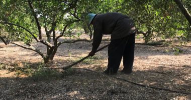 قرية صديقة للبيئة.. 25% من أصحاب مزارع "وادى الملاك" يتوجهون للزراعة العضوية