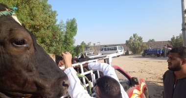 بيطرى الأقصر يفحص ويحصن المواشى ويدعم المربين بندوات توعوية.. صور
