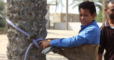تلاميذ معهد أزهرى بشمال سيناء تسلقوا النخل فى حصة تدريب عملى على حصاده.. صور