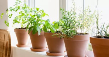 كن صديقاً للبيئة.. 5 أعشاب يمكن زراعتها في المنزل طوال العام