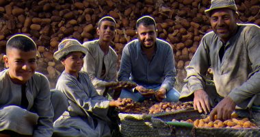 برنامج "صندوق محسوب" يرصد حكاية قرية بالجيزة تحوى أكثر من 1.5 مليون نخلة.. سكانها يعملون ليل نهار فى الجمع والتجفيف ويوفرون التمور لكل مصر بأقل الأسعار وأعلى جودة.. ويُصدرون المنتج للخارج.. فيديو وصور