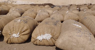 سعر قنطار القطن  3760 جنيها فى رابع مزاد علنى بالشرقية