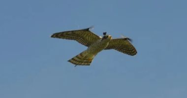 Robot Falcon.. تصميم صقر آلي للحد من حوادث اصطدام الطيور بالطائرات