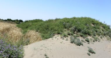 قصة زراعة الكثبان الرملية بالخارجة وتحويلها لمسطحات خضراء والتدريب على زراعتها