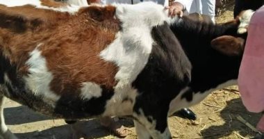 جامعة الزقازيق توجه قافلة بيطرية لقرية كفر النجار بمحافظة الشرقية