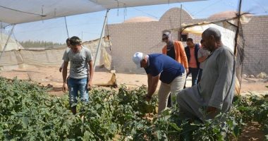 محافظ الوادى الجديد يتفقد مشروع الصوب الزراعية للخضراوات شمال مدينة الخارجة