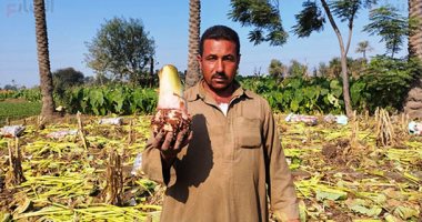 أفراح الغيطان.. موسم حصاد القلقاس بالشرقية