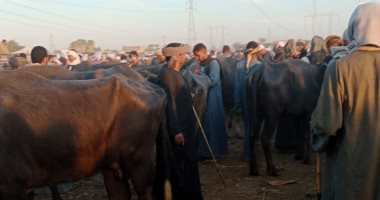 لجان من بيطرى الأقصر لدعم الماشية ضد الحمى القلاعية والوادى المتصدع