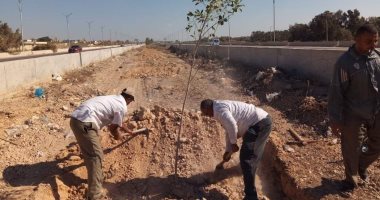 رفع كفاءة الجزيرة الوسطى بطريق برج العرب ضمن مبادرة "100 مليون شجرة".. صور